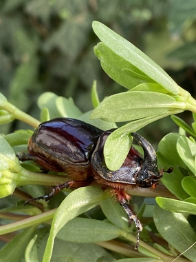 躲在树叶中的锹虫图片